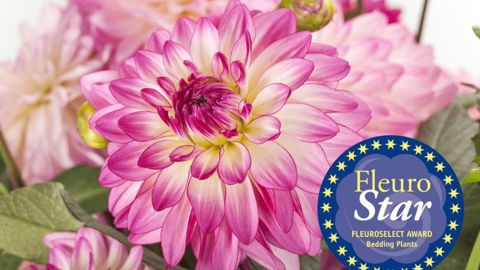 Dahlia x hybrida ‘Sincerity’ de l’obtenteur allemand Syngenta Flowers a reçu le trophée FleuroStar pour 2020 et 2021. ©Fleuroselect